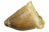 Fossil Mosasaur (Thalassotitan) Tooth - Morocco #364040-1